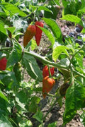Chile Naga Bhut Jolokia - Naga Bhut Fantasma - Semillas naturales - El Nou Garden