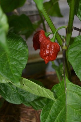 Chile Trinidad scorpion - Capsicum chinense - Semillas naturales - El Nou Garden