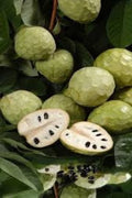 Chirimoya - Annona cherimola - Semillas naturales - El Nou Garden