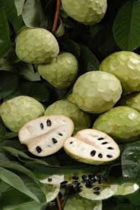 Chirimoya - Annona cherimola - Semillas naturales - El Nou Garden