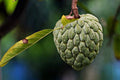 Chirimoya - Annona cherimola - El Nou Garden