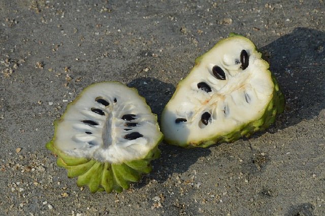 Chirimoya - Annona cherimola - El Nou Garden