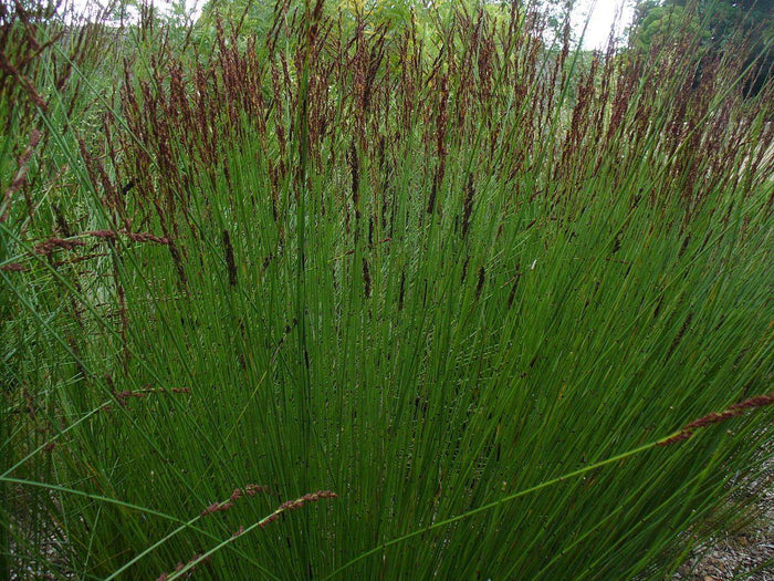 Chondropetalum tectorum - El Nou Garden