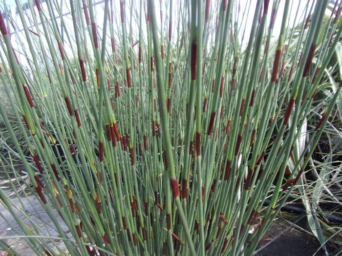Chondropetalum tectorum - El Nou Garden