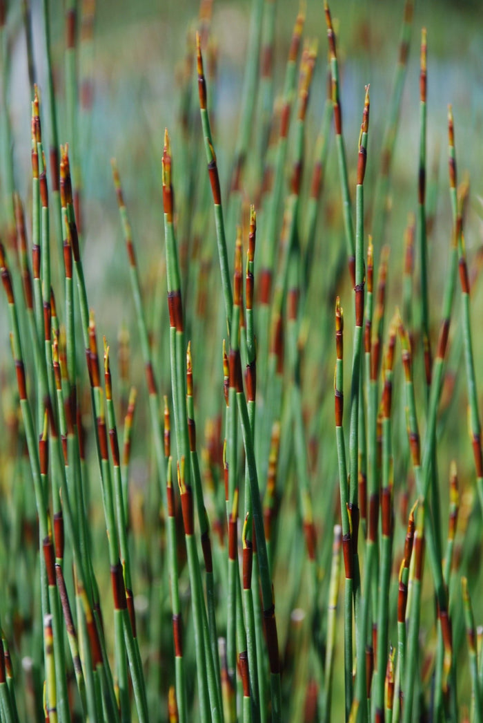 Chondropetalum tectorum - El Nou Garden