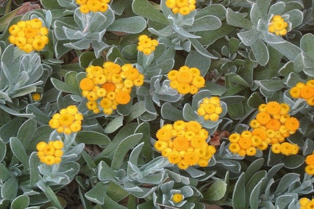 Chrysocephalum apiculatum - El Nou Garden
