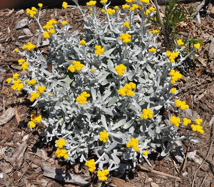 Chrysocephalum apiculatum - El Nou Garden