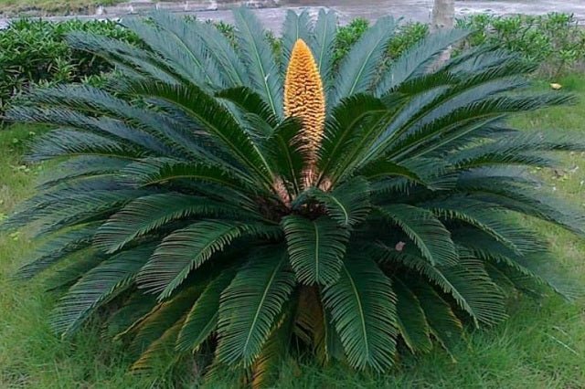 Cica - Cyca revoluta - El Nou Garden