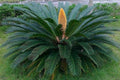 Cica - Cyca revoluta - El Nou Garden