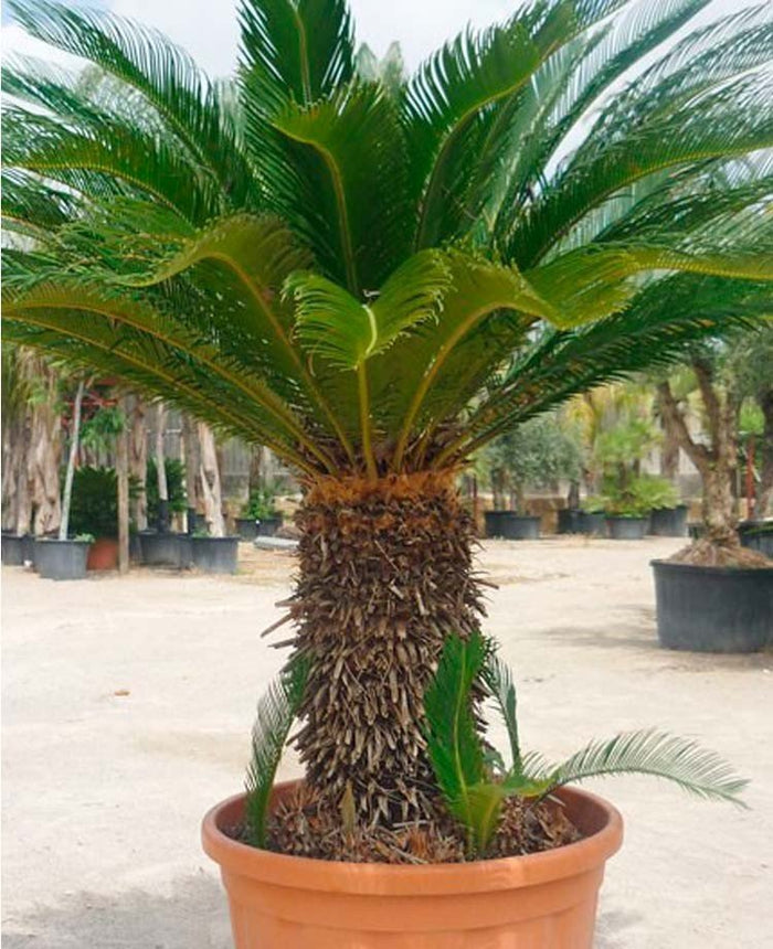 Cica - Cyca revoluta - El Nou Garden