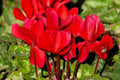 Ciclamen - Cyclamen persicum - El Nou Garden