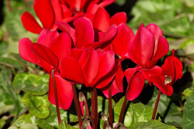 Ciclamen - Cyclamen persicum - El Nou Garden