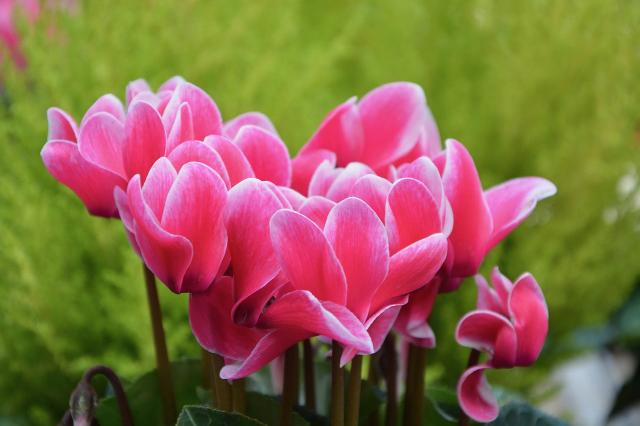Ciclamen - Cyclamen persicum - El Nou Garden