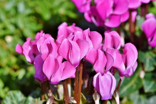 Ciclamen - Cyclamen persicum - El Nou Garden