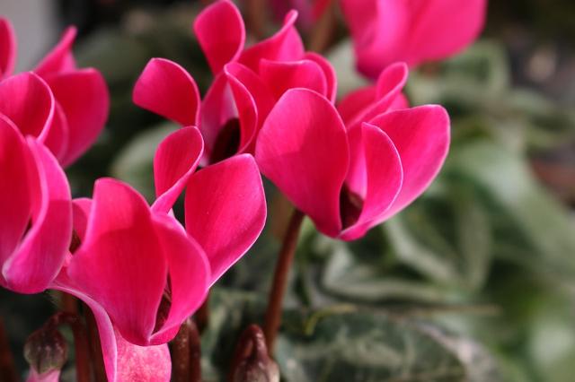 Ciclamen - Cyclamen persicum - El Nou Garden