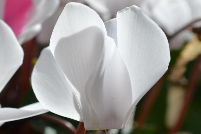 Ciclamen - Cyclamen persicum - El Nou Garden