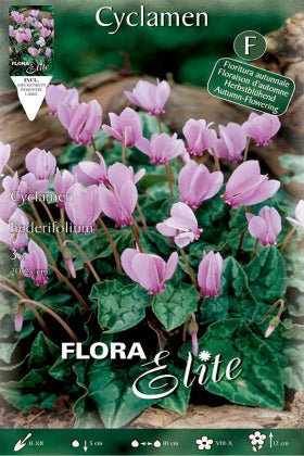 Ciclamen heredifolium rosa - Bulbos - El Nou Garden