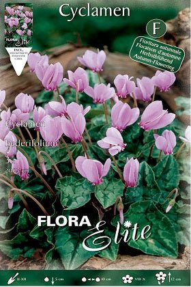 Ciclamen napolitano rosa - Cyclamen Hederifolium - Bulbos - El Nou Garden