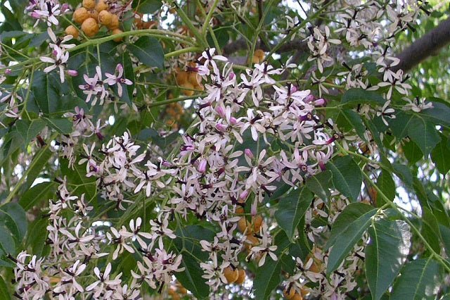 Cinamomo - Melia azedarach - Árbol del paraíso - El Nou Garden