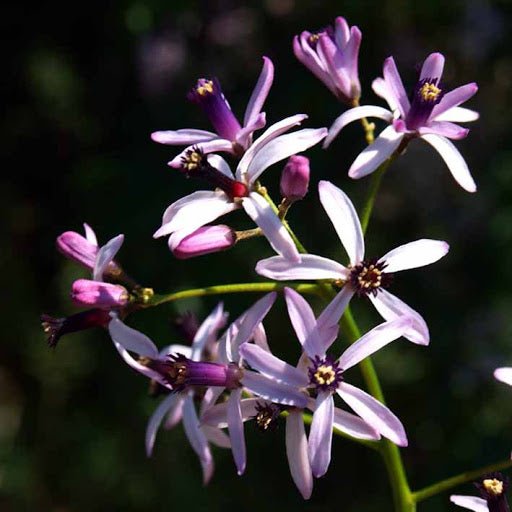 Cinamomo - Melia azedarach - Árbol del paraíso - El Nou Garden