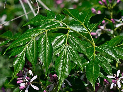 Cinamomo - Melia azedarach - Árbol del paraíso - El Nou Garden