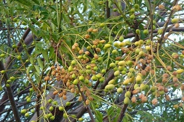 Cinamomo Umbraculifera - Melia azedarach Umbraculifera - El Nou Garden