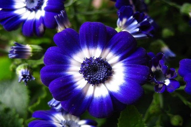 Cineraria híbrida - Pericallis cruentus - El Nou Garden