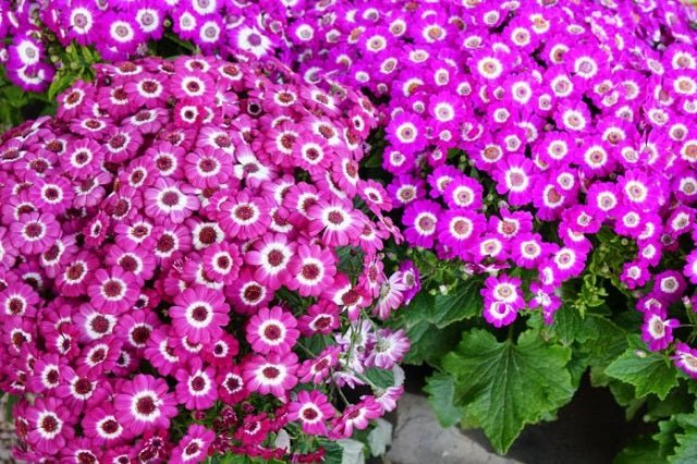Cineraria híbrida - Pericallis cruentus - El Nou Garden