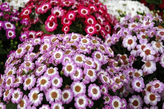 Cineraria híbrida - Pericallis cruentus - El Nou Garden