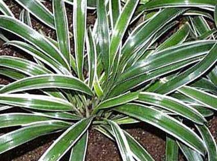 Cinta Bichetii - Chlorophytum laxum Bichetii - El Nou Garden