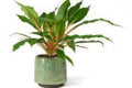 Cinta Green Orange - Chlorophytum orchidastrum - El Nou Garden
