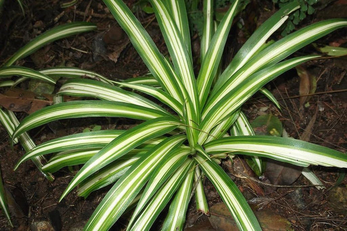 Cinta Milkyway - Chlorophytum comosum - El Nou Garden