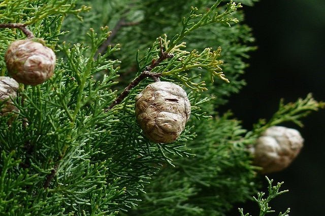Ciprés común - Cupressus sempervirens - El Nou Garden