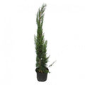 Ciprés común - Cupressus sempervirens - El Nou Garden