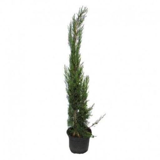 Ciprés común - Cupressus sempervirens - El Nou Garden