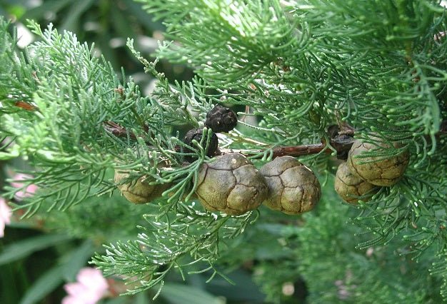 Ciprés de Arizona Glauca - Cupressus arizonica - El Nou Garden