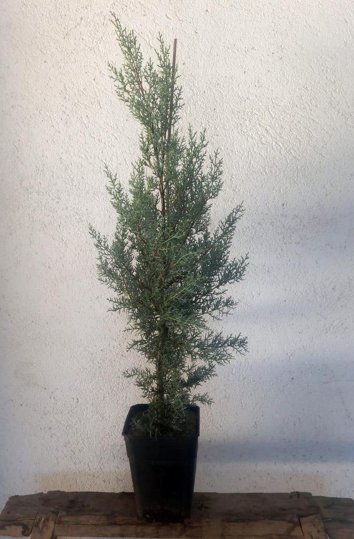 Ciprés de Arizona Glauca - Cupressus arizonica - El Nou Garden