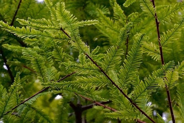 Ciprés de los pantanos - Taxodium distichum - El Nou Garden