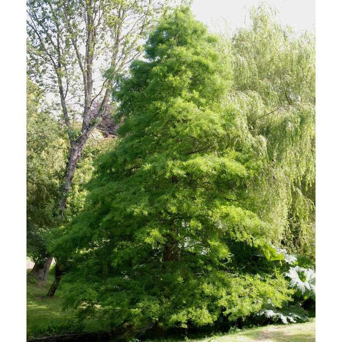 Ciprés de los pantanos - Taxodium distichum - El Nou Garden