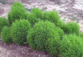 Ciprés de verano - Kochia scoparia - El Nou Garden