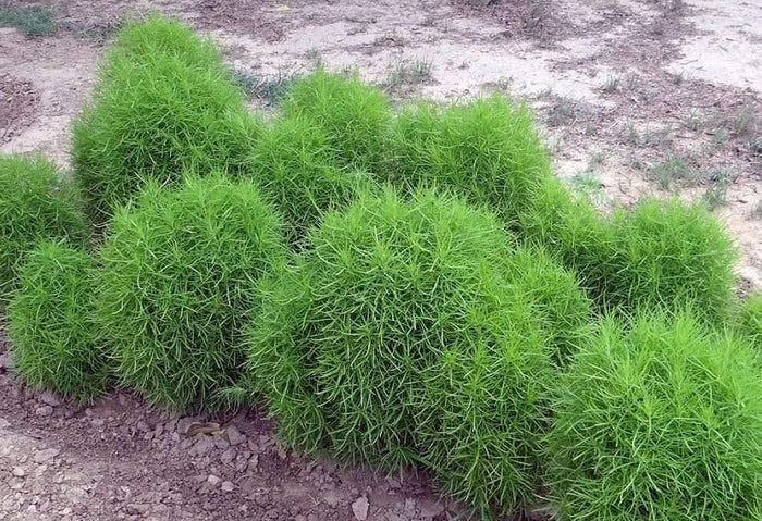 Ciprés de verano - Kochia scoparia - El Nou Garden