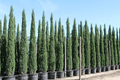 Ciprés Garda - Cupressus sempervirens - El Nou Garden