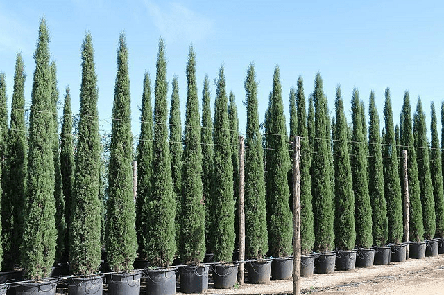 Ciprés Garda - Cupressus sempervirens - El Nou Garden