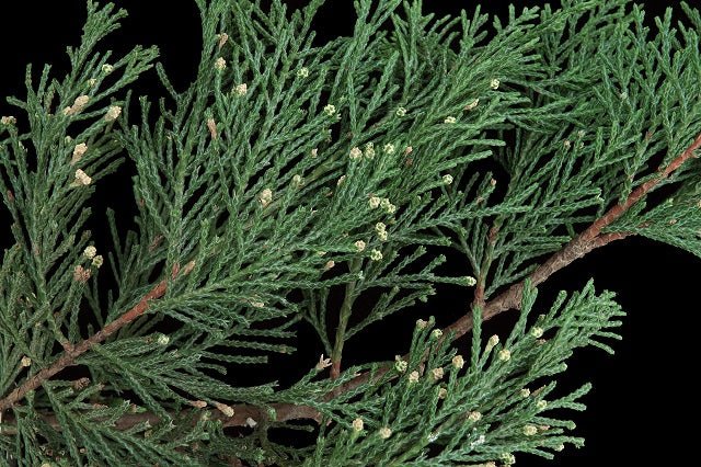 Ciprés híbrido de Leyland - Cupressocyparis leylandii - El Nou Garden