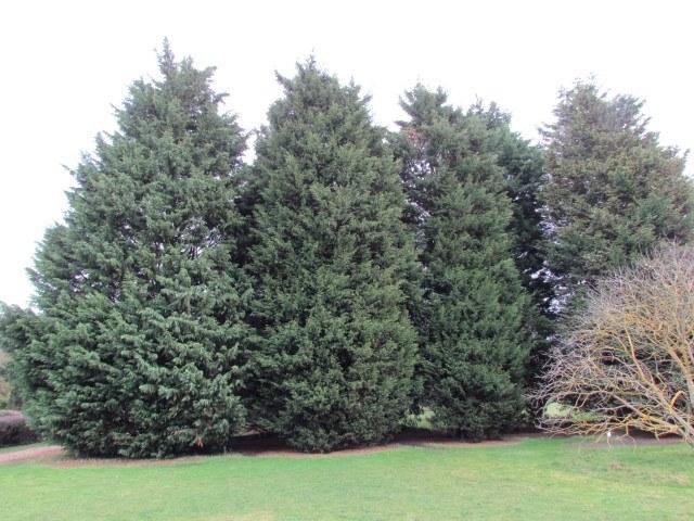 Ciprés híbrido de Leyland - Cupressocyparis leylandii - El Nou Garden