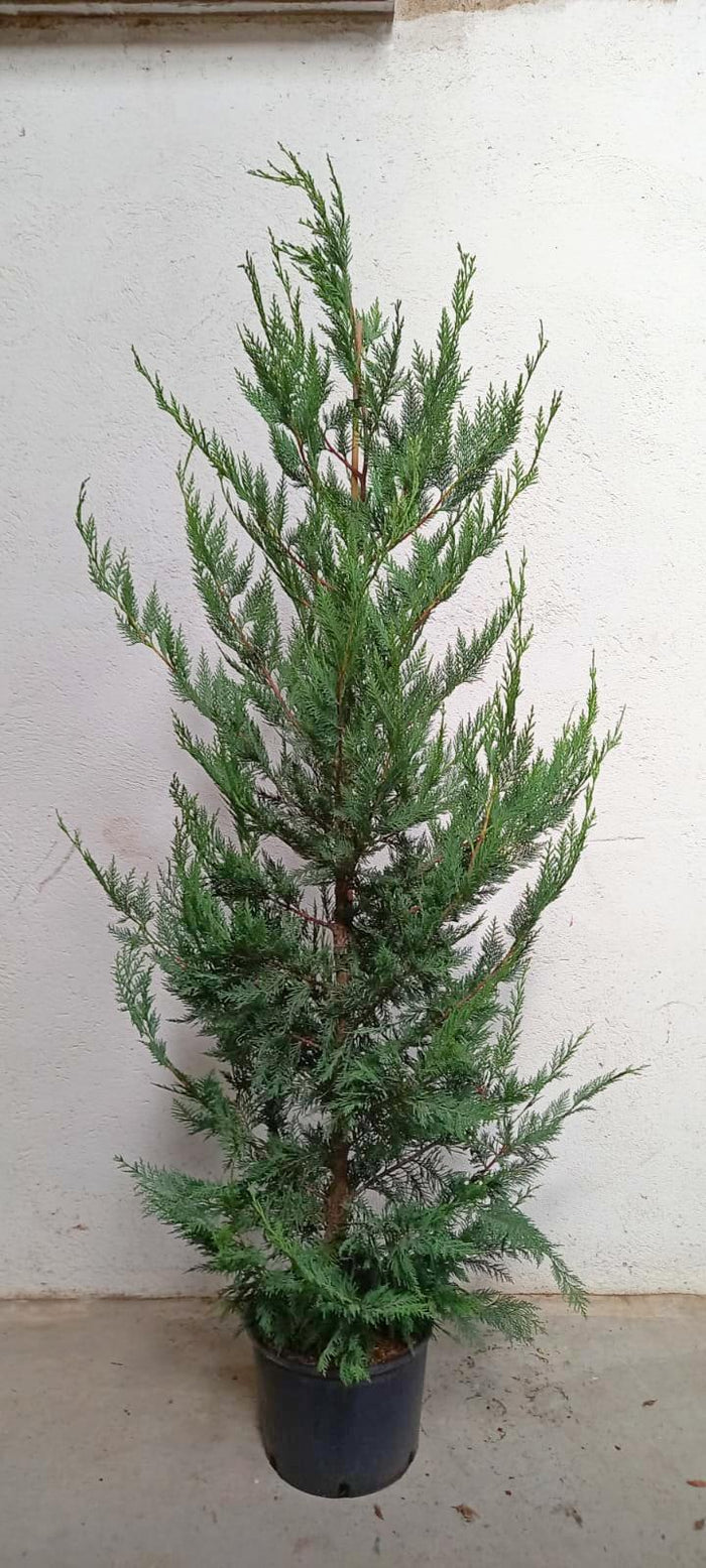 Ciprés híbrido de Leyland - Cupressocyparis leylandii - El Nou Garden