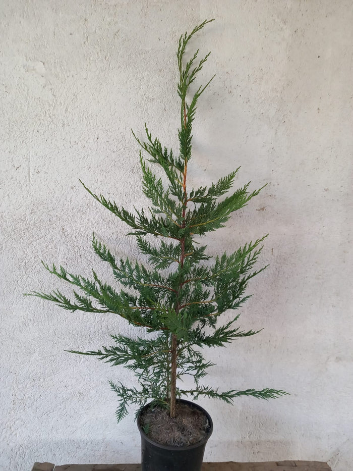Ciprés híbrido de Leyland - Cupressocyparis leylandii - El Nou Garden