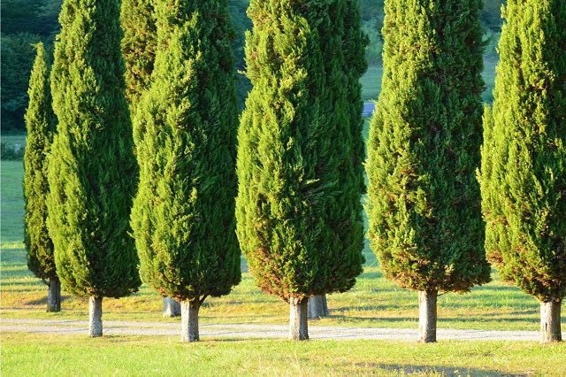 Ciprés Stricta - Cupressus sempervirens - El Nou Garden
