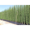 Ciprés Stricta - Cupressus sempervirens - El Nou Garden