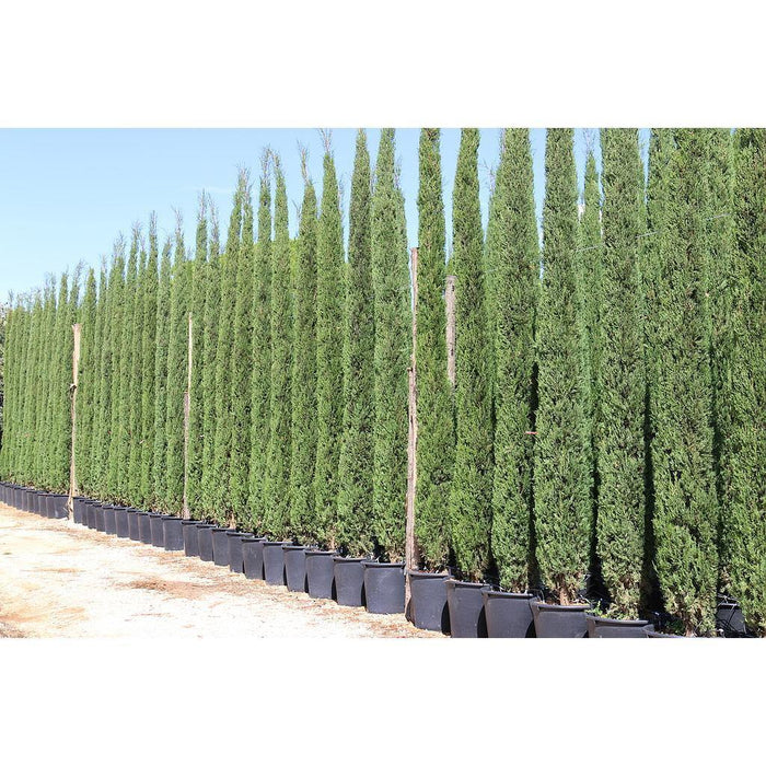 Ciprés Stricta - Cupressus sempervirens - El Nou Garden